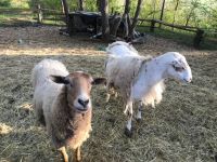 2 Schafe zu verkaufen Thüringen - Erfurt Vorschau