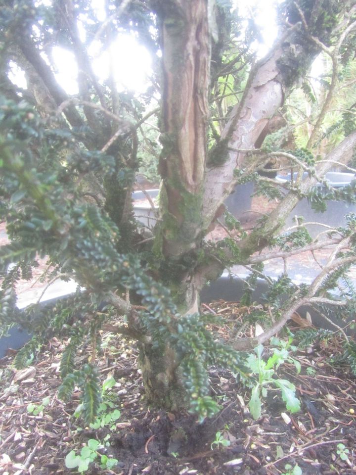 Zwergeibe - Taxus baccata 'Rushmore' 100-120 cm groß, Stamm 5 cm in Soltau
