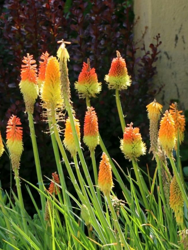 Fackellilie Raketenblume Staude winterhart in Helbra