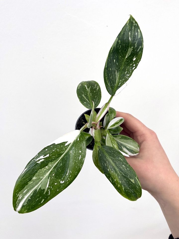 Philodendron White Princess - Babyplant in Hannover