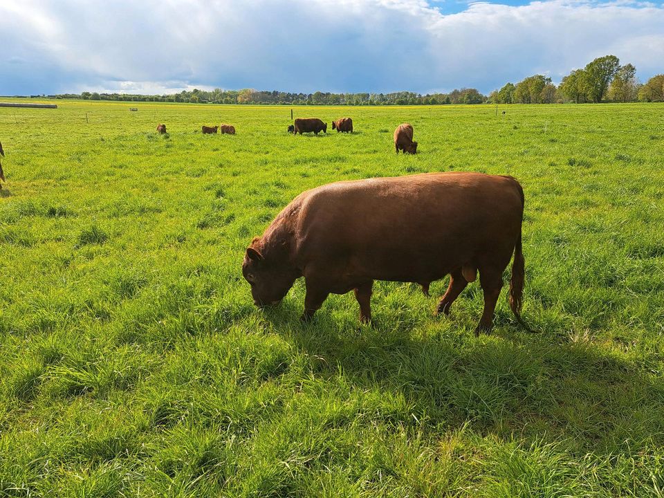 Dexter,  Dexterbulle, Zuchtbulle, Bulle in Rätzlingen bei Haldensleben