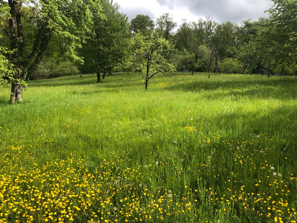 Gartengrundstück/Streuobstwiese zu verpachten Esslingen Zell in Esslingen