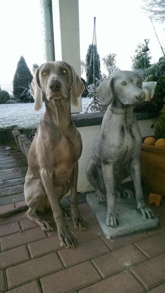 ‼️Pointer Weimaraner Vizsla Kurzhaar Ridgeback Windhund Jagdhund in Karlsruhe