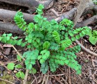 Pimpinelle Pimpinella Pflanze Kräute Ableger BIO Garten Hessen - Bensheim Vorschau