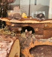 Farbmäuse mit Terrarium Baden-Württemberg - Riesbürg Vorschau