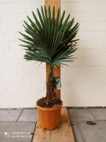 Trachycarpus fortunei winterharte Hanfpalme 1,4m + 25-30cm Stamm Nordrhein-Westfalen - Nordkirchen Vorschau