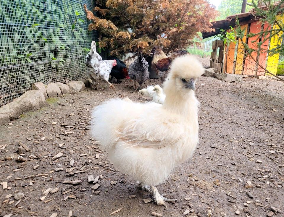 Bruteier Zwerghühner Seidenhuhn Zwergmarans Silverudds Buntleger in Neckargemünd