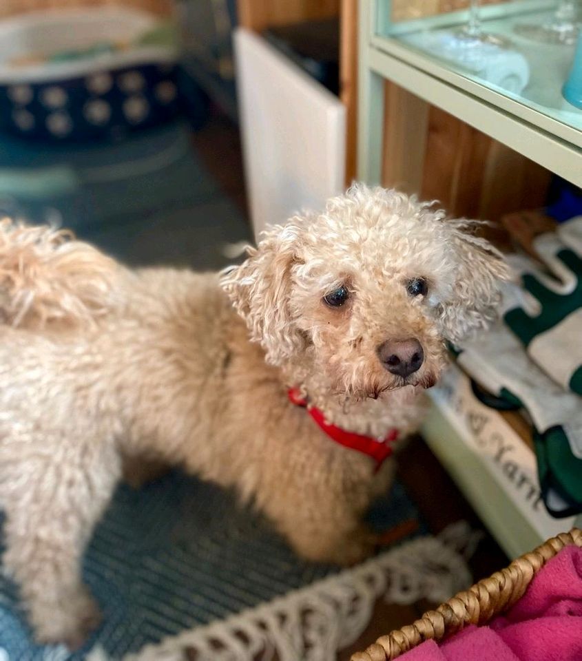 YAKI Pudel Rüde Tierschutz Hund in Hamburg