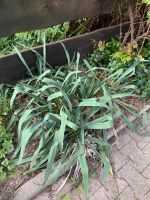Palmlilie zum selbst ausgraben Hessen - Seeheim-Jugenheim Vorschau