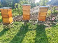 Bienen, Honigbienen inkl. Beute 1,5 DNM Nordrhein-Westfalen - Möhnesee Vorschau