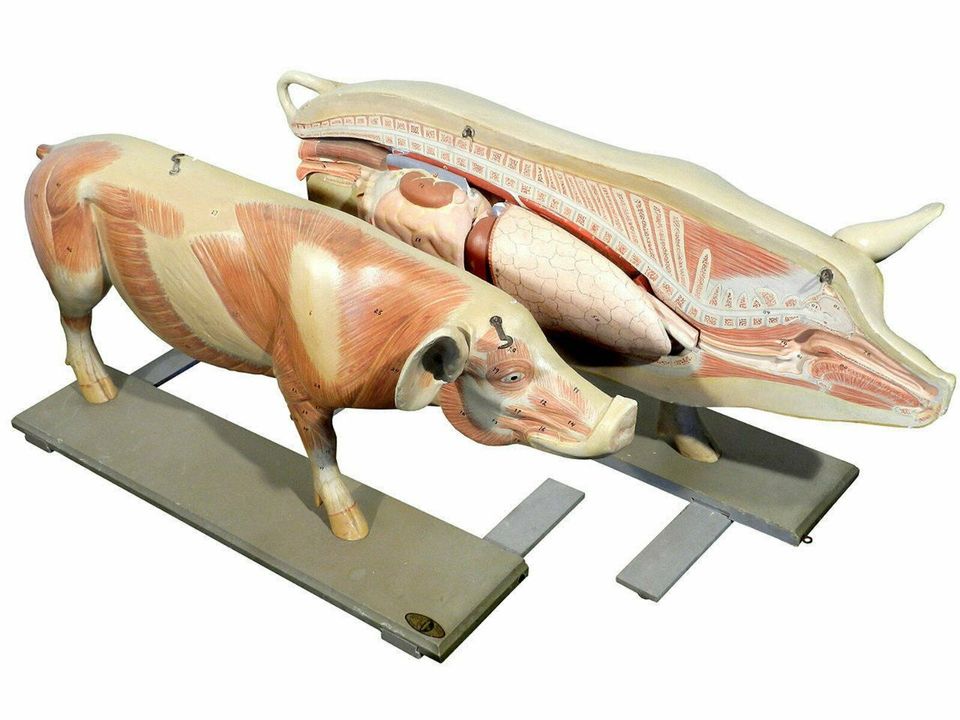 Suche alte anatomische Schul- und Lehrmodelle Tiermodelle Organe in Sulzbach