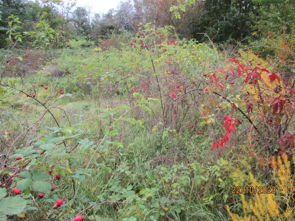 Brombeeren Gebüsch Wildwuchs Wiese Mähen-Mulchen, Bauplatz räumen in Hanau