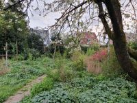 Diverse Gehölze ua. Pflanzen, geeignet für einen Naturgarten! Nordrhein-Westfalen - Lotte Vorschau