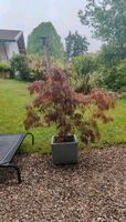 Roter Schlitzahorn Acer palmatum dissectum garnet Bayern - Holzkirchen Vorschau