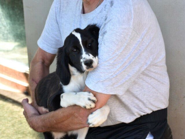 Deutschlandweit Pflegestellen für Hunde gesucht in Heidelberg