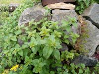 Oregano Pflanzen Ableger italienische Kräuter Garten Niedersachsen - Wallenhorst Vorschau