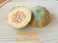 Melone Samen "Petit gris de Rennes" Bayern - Waischenfeld Vorschau