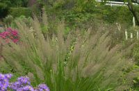 Calamagrostis brachytricha Diamantgras P9 ab 2,80€ stck Bayern - Bayreuth Vorschau