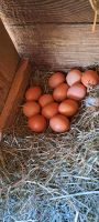 Frische Eier von glücklichen Hühner Baden-Württemberg - Abstatt Vorschau