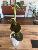 Philodendron melanochrysum, Zimmerpflanze Dortmund - Aplerbeck Vorschau