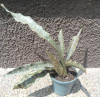 Sansevieria kirkii Coppertone 2-teilige Pflanze mit Ausläufer Baden-Württemberg - Rheinstetten Vorschau