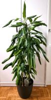 DRACAENA fragrans massangeana 134cm Duftender Drachenbaum Wandsbek - Hamburg Jenfeld Vorschau