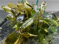 Bucephalandra Copper Blue, Aquarium Frankfurt am Main - Harheim Vorschau