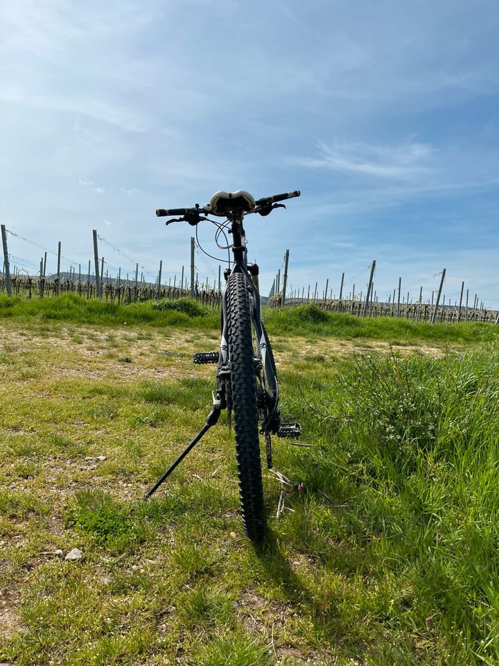 Centurion Backfire Fahrrad in Herxheim am Berg