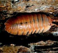 Armadillidium pallasii "orange" Asseln Baden-Württemberg - Bötzingen Vorschau