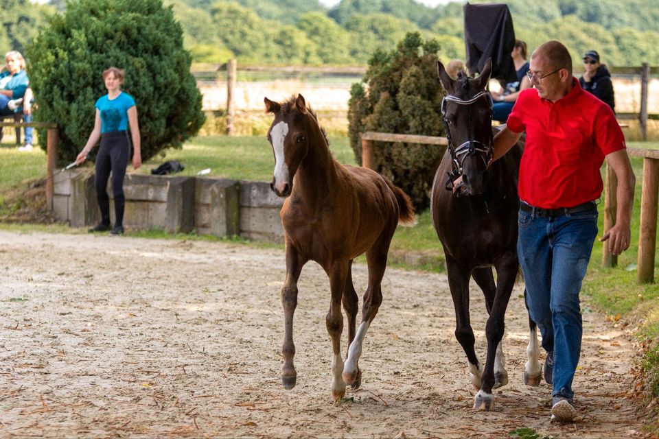 Deutsches Reitpony 2 jährig in Gelsenkirchen