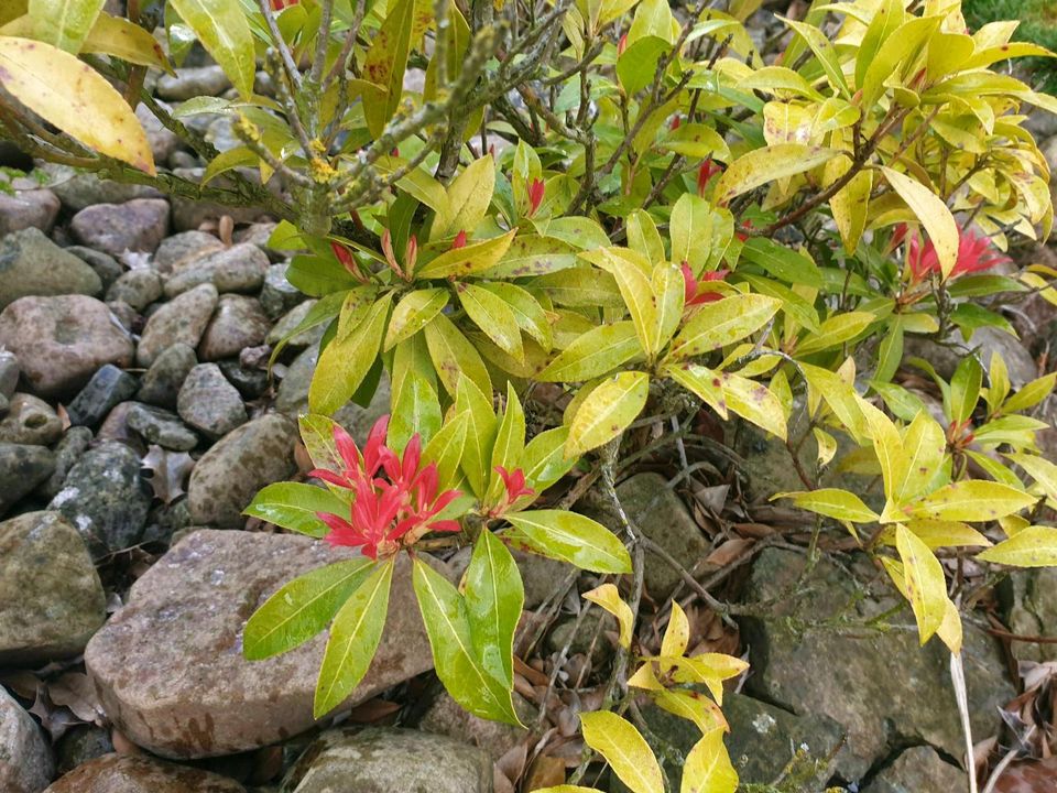 Garten/ Pflanze: Rhododendron Art (blüht aktuell) in Enger