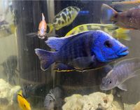 Multicolor Malawi Barsche Buntbarsche Aquarium Fische Bayern - Weibersbrunn Vorschau