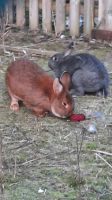 Kaninchen mit 5 Jungtiere Brandenburg - Karstädt Prignitz Vorschau