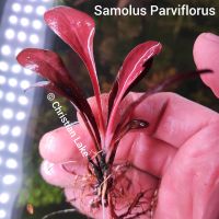 ⭐☘️❗ Rarität ❗Samolus Parviflorus Red Rare Selten Niedersachsen - Meppen Vorschau