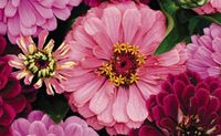 Saatgut Samen Zinnien rot pink Garten Pflanzen Blumen Niedersachsen - Celle Vorschau