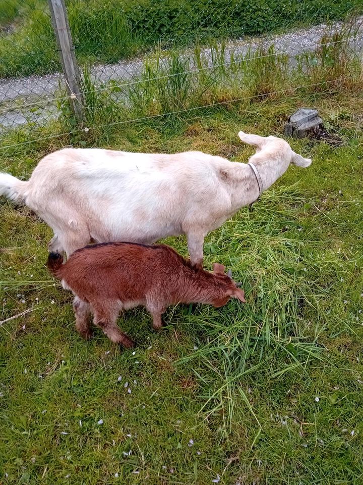 Ziege mit Lamm in Groß Quenstedt