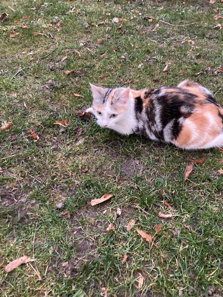 Dreifarbige Katze vermisst in Regensburg