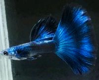 Moscow blue guppys Nordrhein-Westfalen - Ruppichteroth Vorschau