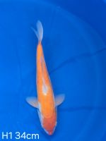 Koi D-Kohaku 34cm H1-134 Nordrhein-Westfalen - Wadersloh Vorschau