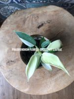 Philodendron Florida ghost Nordrhein-Westfalen - Werl Vorschau
