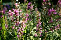 Blutweiderich, Pflanze,Garten, Blumen, Stauden Brandenburg - Schönwalde-Glien Vorschau