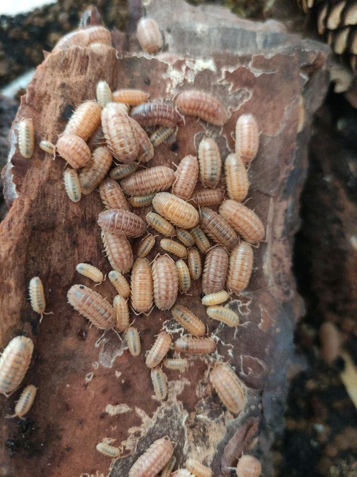 Zierassel  Armadillidium nasatum “Peach in Dresden