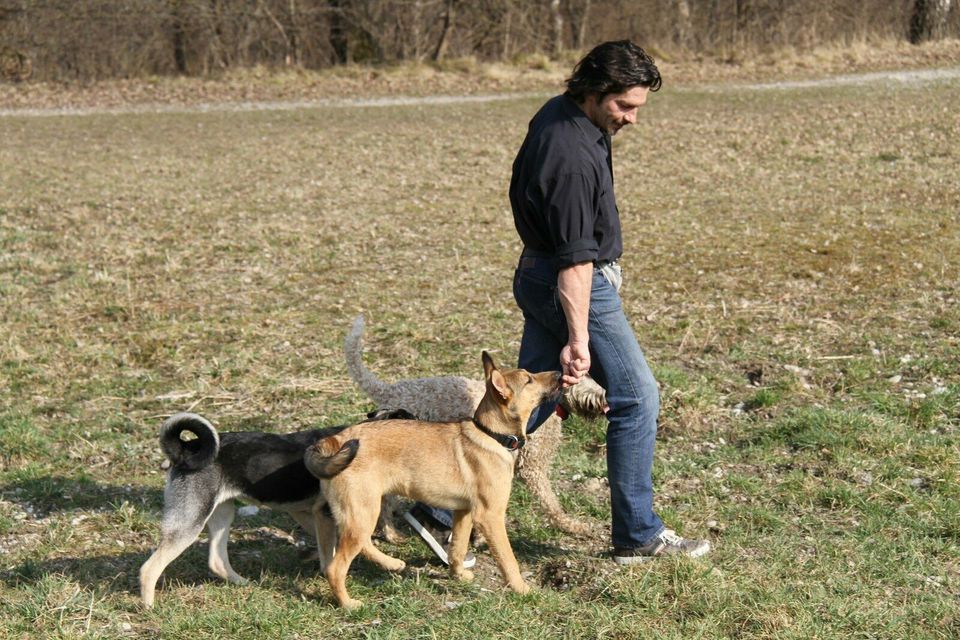 Werde systemische*r Hundetrainer*in in Augsburg