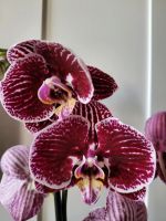 Orchidee Phalaenopsis Berlin - Marzahn Vorschau