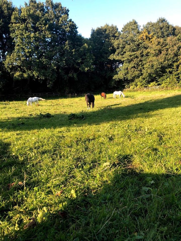 Sommer  Weide für 1-3 Pferde in Altenholz