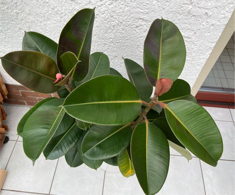 * 3x Set * ca 95cm Gummibaum Zimmerpflanze Indoor Ficus elastica in Berlin