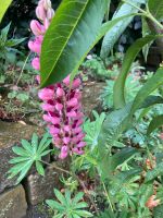 Lupine pink oder lila Nordrhein-Westfalen - Paderborn Vorschau