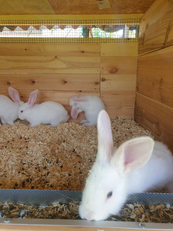 Deutsche Riesen Kaninchen Mix Weiß BA in Blomberg