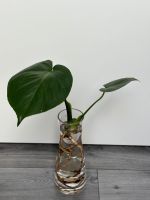 Monstera Deliciosa Mutterpflanze mit Neuaustrieb Baden-Württemberg - Meckenbeuren Vorschau