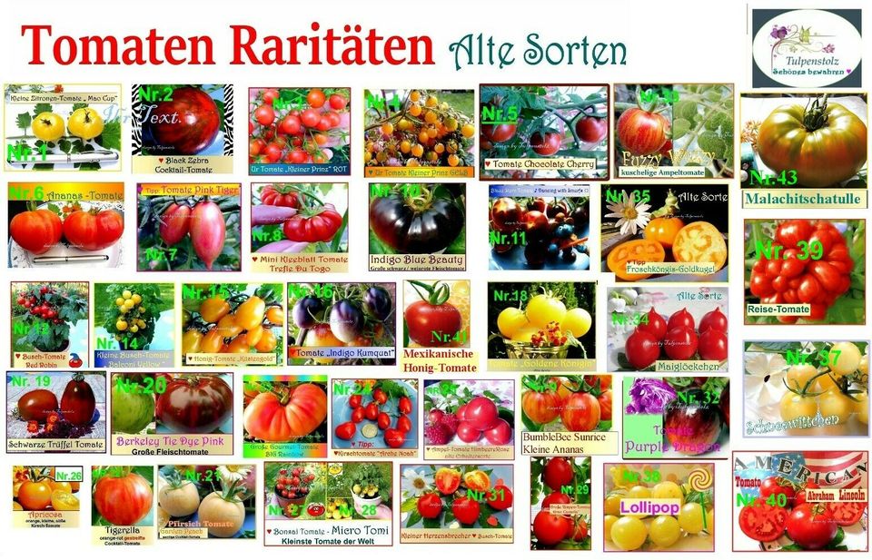 ♥ BONSAI Tomate Micro Tom gelb Samen Alte Sorte Balkon,Garten,rar in Hamburg